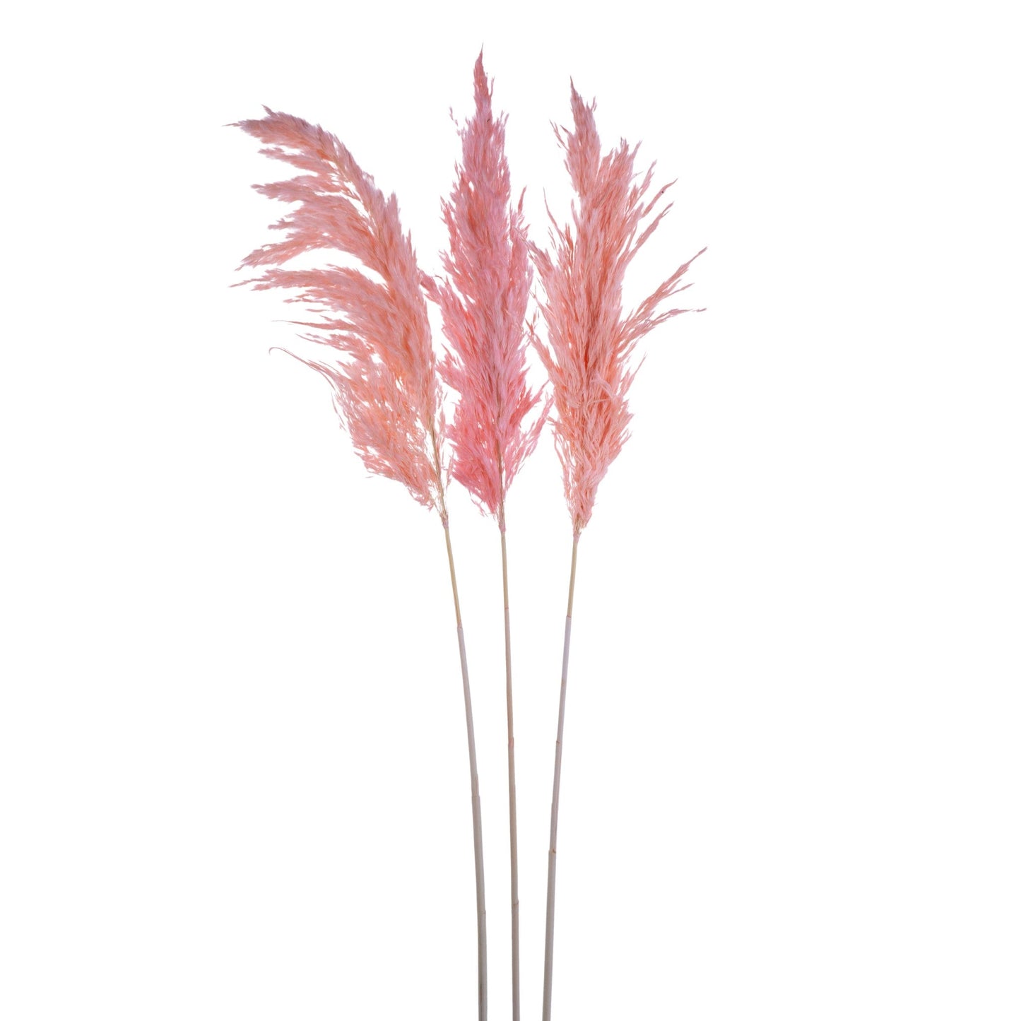 Dried Pampas Flower Rose 3 Pcs 411868-BLUS-AB