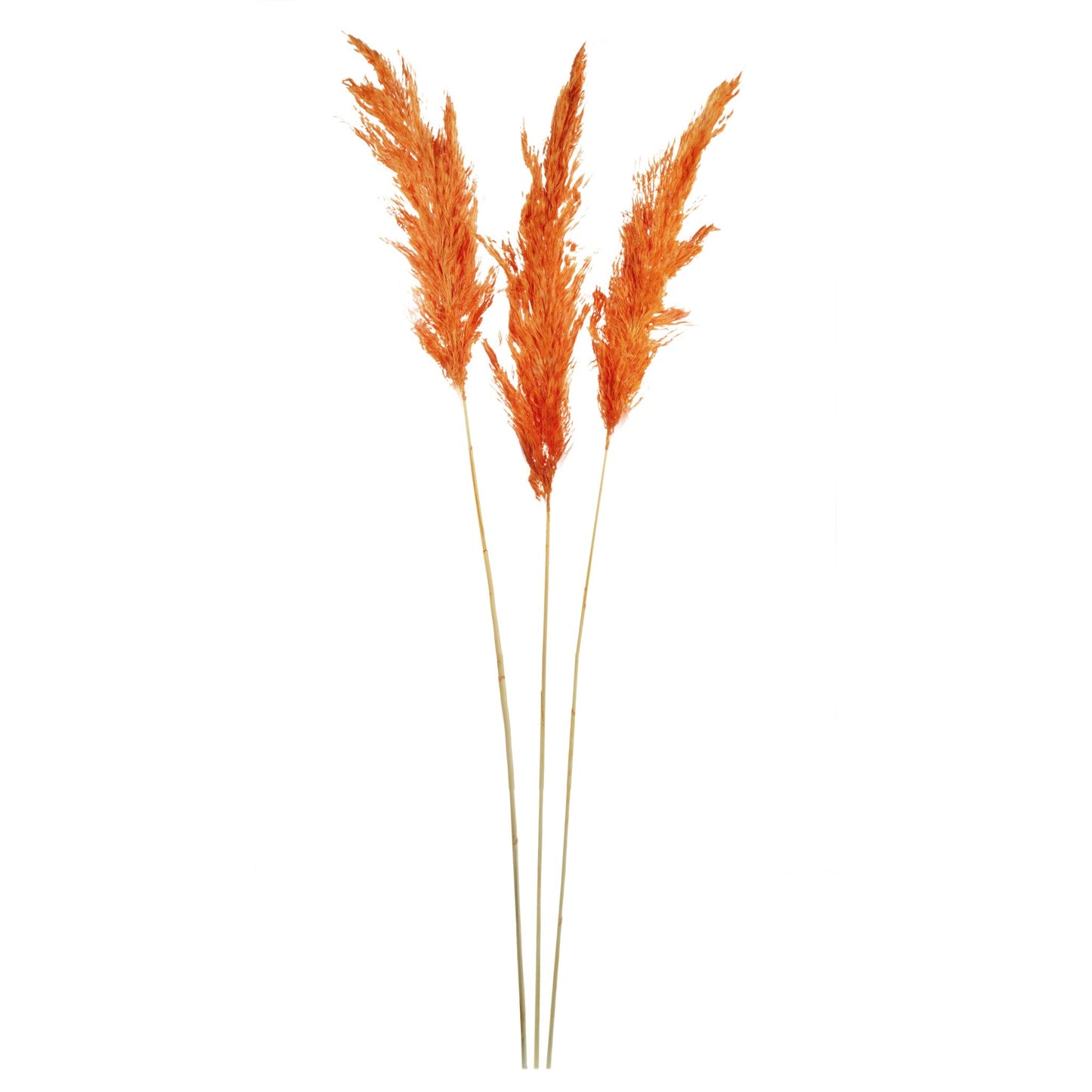 Dried Pampas Flower 3 Pieces 411868-RTOR-AB