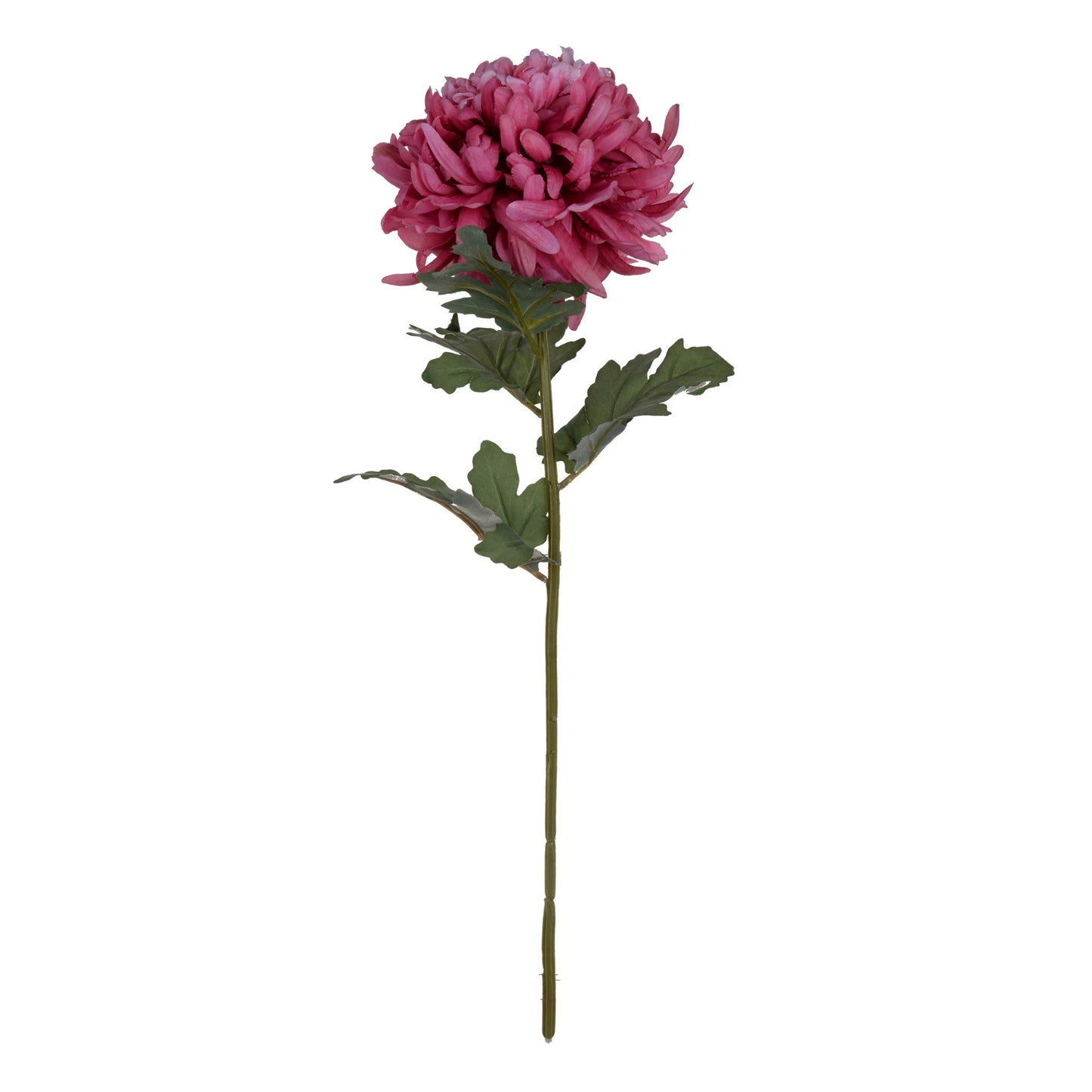 Pink Chrysanthemum Flower AA29580