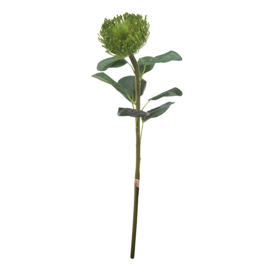 Protea flower 29632-GREE