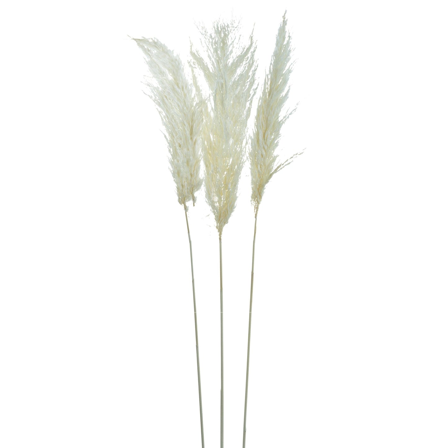 Dried Pampas Flower Rose 3 Pieces 411868-WHIT-AB