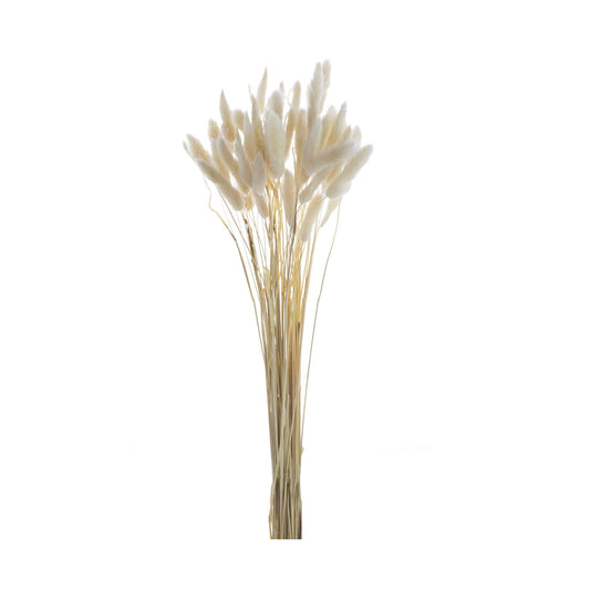 Bunny Tail Flower Rose 50 Pieces 411878-WHIT-AB