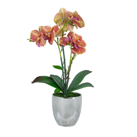 Flower Orchid Phalaenopsis 420026-AB