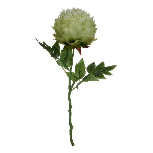 Green Peony Flower AA29583
