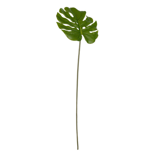 Monstera plant green AA29591