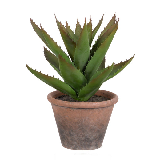 Black Prince F2639
